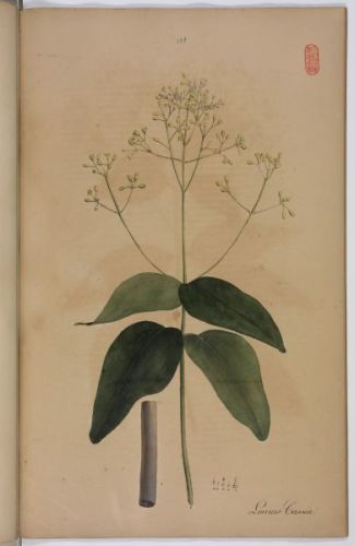 Isocinnamon - Laurus cassia - кассия коричная